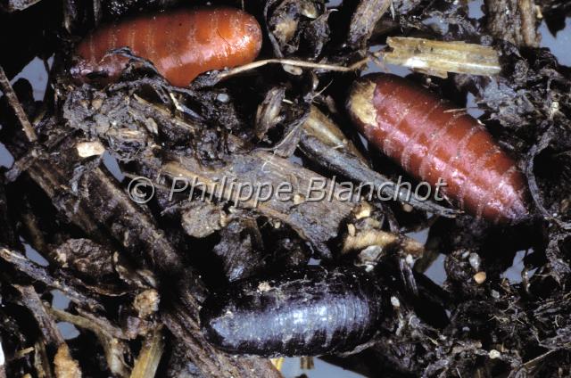 pupes musca.JPG - Trois pupes de mouches domestiques (Musca domestica) à différents stades de maturité dans du fumierHouse fly pupaeDiptera, MuscidaeFrance